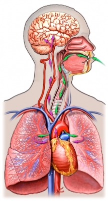 aggies-anatomy-lungs-chiron-brain-heart-as-future-pineal-and-human-brain-twin-organs