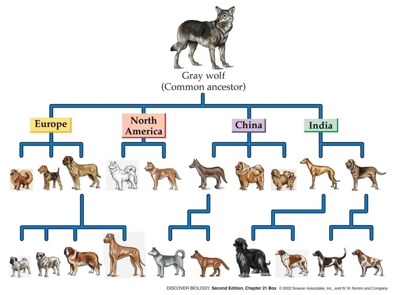 Dog breeds